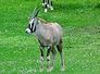 oryx